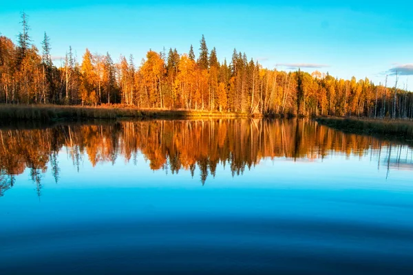 Höstfärger i skogen Karelska — Stockfoto