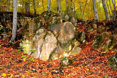 Tipik peyzaj Transilvanya, Romanya'nın ormanlarda. Yeşil manzara yaz ortasında güneşli bir gün içinde. Apuseni Dağları.