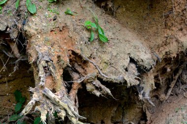Tipik peyzaj Transilvanya, Romanya'nın ormanlarda. Yeşil manzara yaz ortasında güneşli bir gün içinde. Apuseni Dağları.