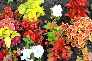 Güneşli bir gün Bahçe en güzel çiçekler. Yeşil manzara. 