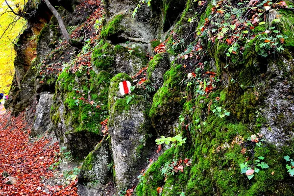 ルーマニア トランシルバニアの森林の典型的な風景 真夏の晴れた日に緑の風景 Apuseni — ストック写真