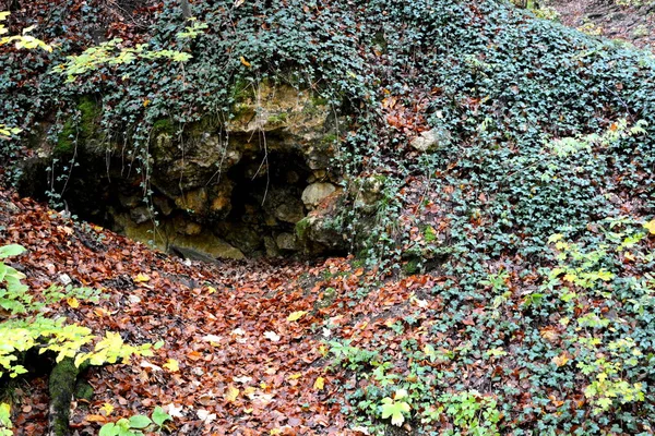 Paysage Typique Dans Les Forêts Transylvanie Roumanie Paysage Verdoyant Milieu — Photo