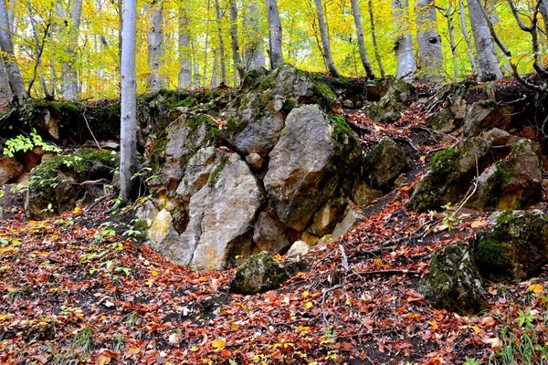 Paisaje Típico Los Bosques Transilvania Rumania Paisaje Verde Pleno Verano — Foto de Stock