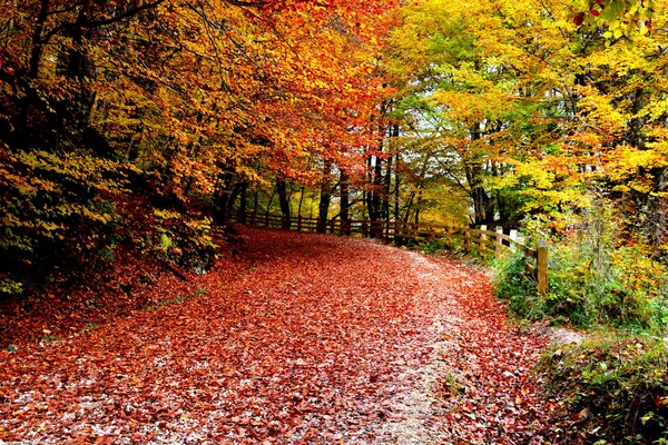 Paysage Typique Dans Les Forêts Transylvanie Roumanie Paysage Verdoyant Milieu — Photo