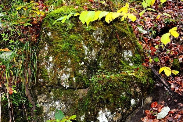 Paesaggio Tipico Nelle Foreste Della Transilvania Romania Paesaggio Verde Metà — Foto Stock