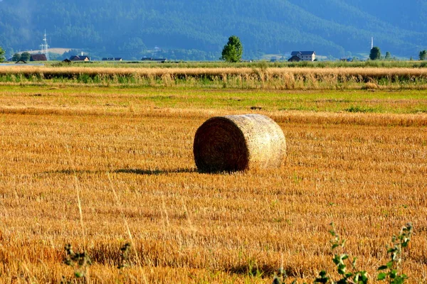 Типовий Сільський Ландшафт Рівнинах Трансільванії Румунія Зелений Пейзаж Середині Літа — стокове фото