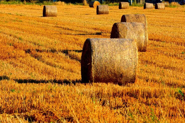 Paisagem Rural Típica Nas Planícies Transilvânia Roménia Paisagem Verde Meio — Fotografia de Stock