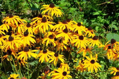 Güneşli bir gün Bahçe en güzel çiçekler. Yeşil manzara. 