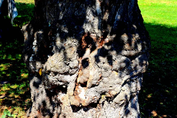 Park Budynek Baron Von Brukenthal Palace Avrig Transylwania Rumunia — Zdjęcie stockowe