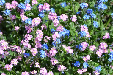 Güzel çiçekler ve Cluj-Napoca, Klausenburg, Transilvanya bahçede Bothanical manzara