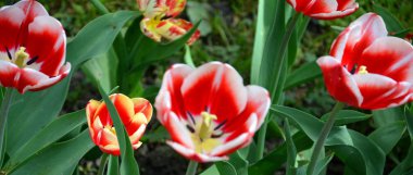 Güzel çiçekler ve Cluj-Napoca, Klausenburg, Transilvanya bahçede Bothanical manzara