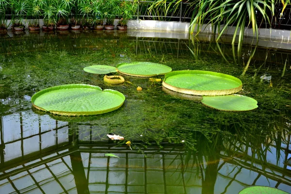 Nice Flowers Landscape Bothanical Garden Cluj Napoca Klausenburg Transylvania — Stock Photo, Image