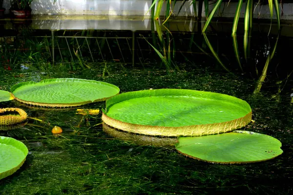 Bei Fiori Paesaggio Del Giardino Bothanical Cluj Napoca Klausenburg Transilvania — Foto Stock