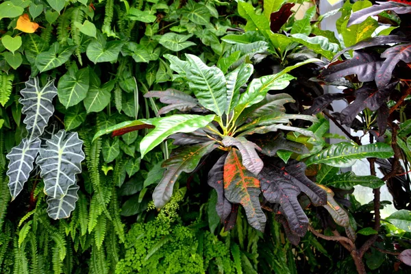 Bei Fiori Paesaggio Del Giardino Bothanical Cluj Napoca Klausenburg Transilvania — Foto Stock