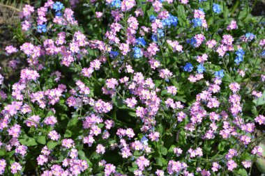 Şehirde Cluj-Napoca, Transilvanya, Romanya bothanical bahçede güzel çiçek