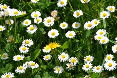 Nice çiçekler ilkbaharda şehirde Cluj-Napoca, Transilvanya, Romanya bothanical Bahçe