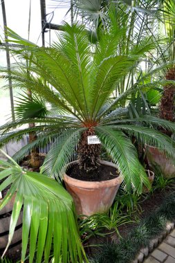 Şehirde Cluj-Napoca, Transilvanya, Romanya bothanical bahçede güzel çiçek