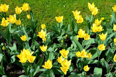 Şehirde Cluj-Napoca, Transilvanya, Romanya bothanical bahçede güzel çiçek