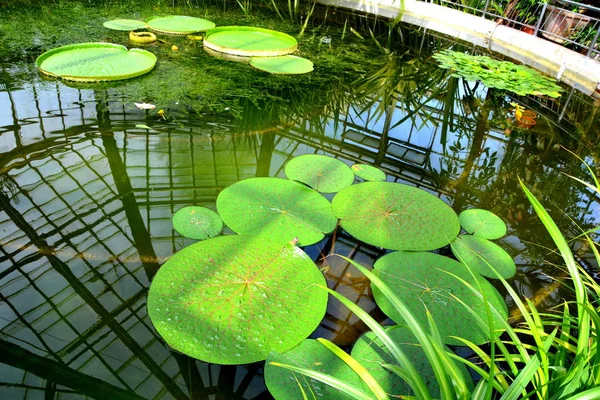 Gigli Bei Fiori Nel Giardino Bothanical Nella Città Cluj Napoca — Foto Stock