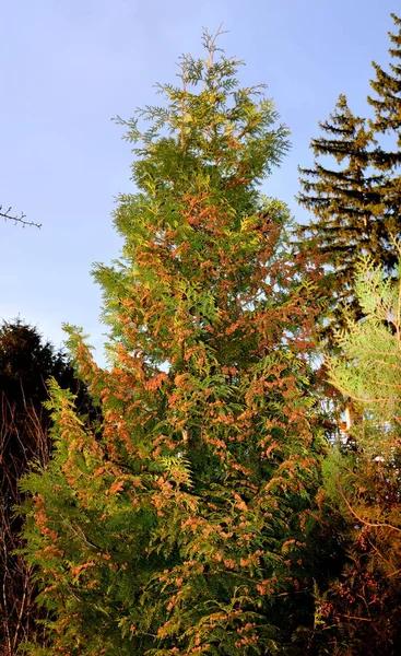 Typiska Urbana Landskapet Staden Brasov Stad Belägen Transsylvanien Rumänien Mitten — Stockfoto