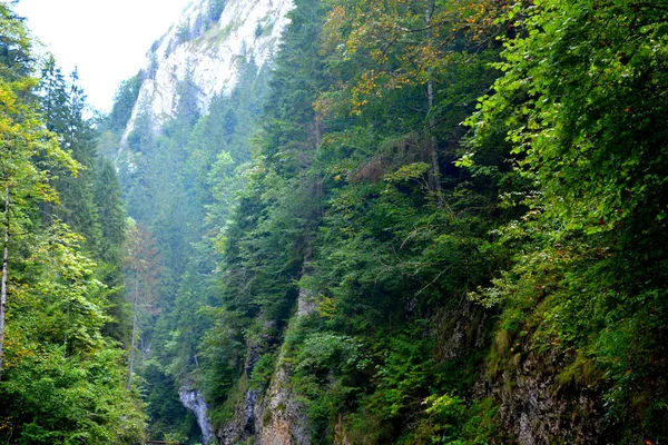 Τοπίο Στο Βουνό Τρανσυλβανία Οποία Ανήκει Στην Δυτική Ρουμανικά Καρπάθια — Φωτογραφία Αρχείου