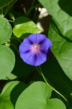 Güneşli bir gün Bahçe en güzel çiçekler. Yeşil manzara. 