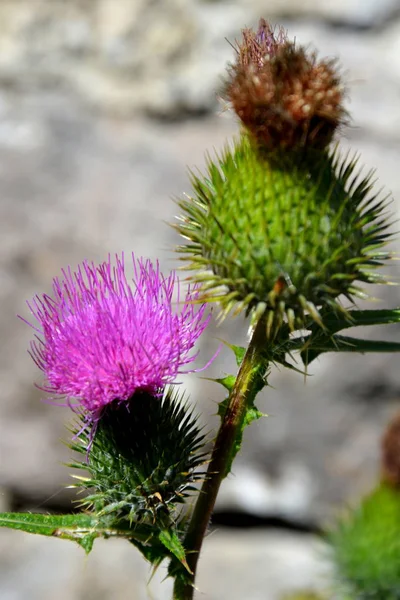 Wild flowers. Landscape in Apuseni Mountains, Transylvania — Stock Photo, Image