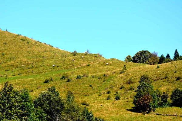 Paysage dans les montagnes d'Apuseni, Transylvanie — Photo