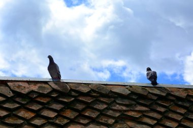 Romanya 'nın Transilvanya kentindeki Toarcla, Tartlau, Transilvanya köyündeki tipik kırsal alan ve köylü evleri. Yerleşim yeri Sakson koloniciler tarafından 12. yüzyılın ortalarında kuruldu.