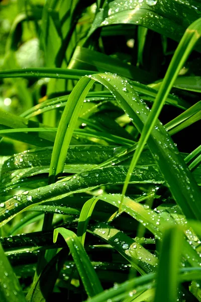 Зеленые листья весной в саду. Капли воды . — стоковое фото