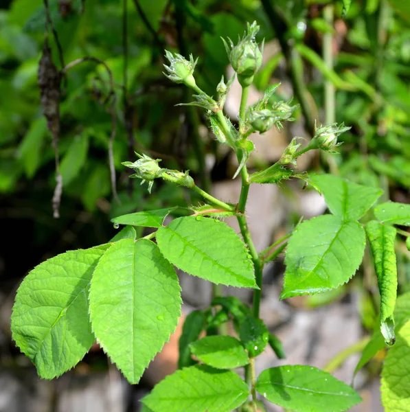 Groene bladeren in de lente in de tuin. Waterdruppels. — Stockfoto