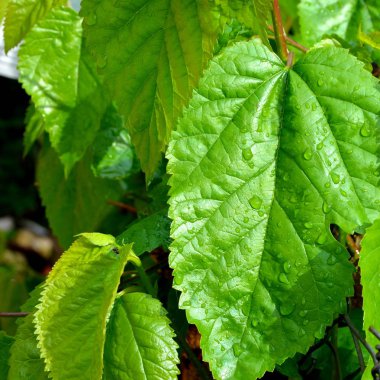 Yeşil bahar bahçe içinde bırakır. Su damlaları.