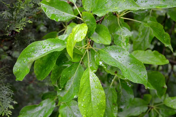 Groene bladeren in de lente in de tuin. Waterdruppels. — Stockfoto