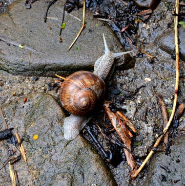 Yaz aylarında yağmurlu bir gün parkta salyangoz