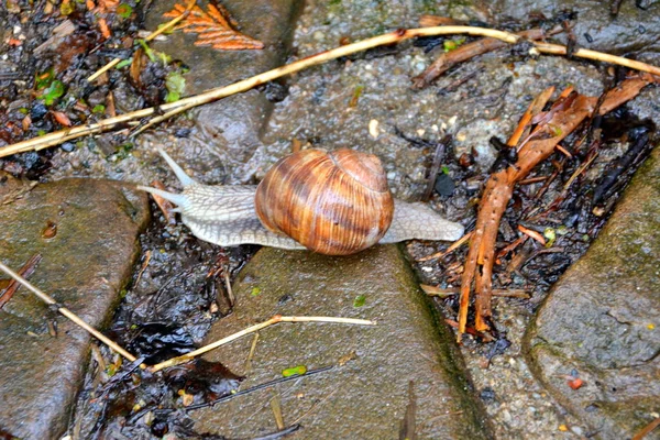 Escargot Dans Parc Par Temps Pluie Été — Photo