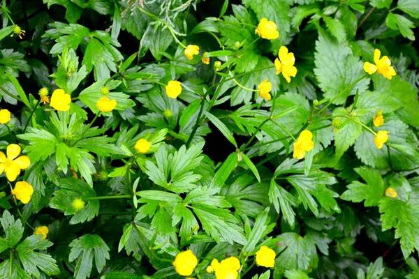 Wild flower. A táj az Erdélyi-középhegység, Transylvania — Stock Fotó