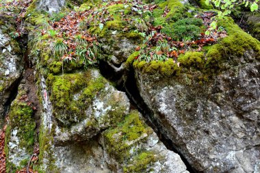  Landscape in Poiana Brasov