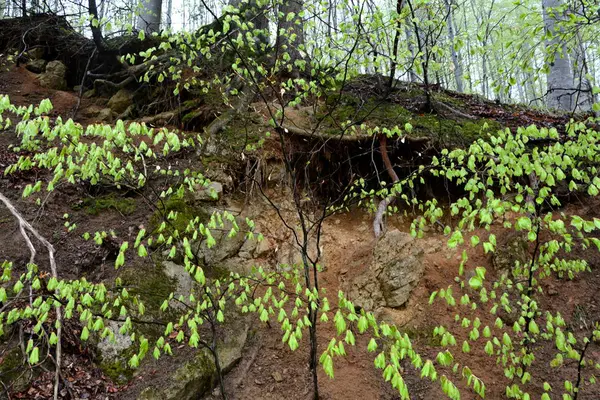 Landscape in Poiana Brasov — Φωτογραφία Αρχείου