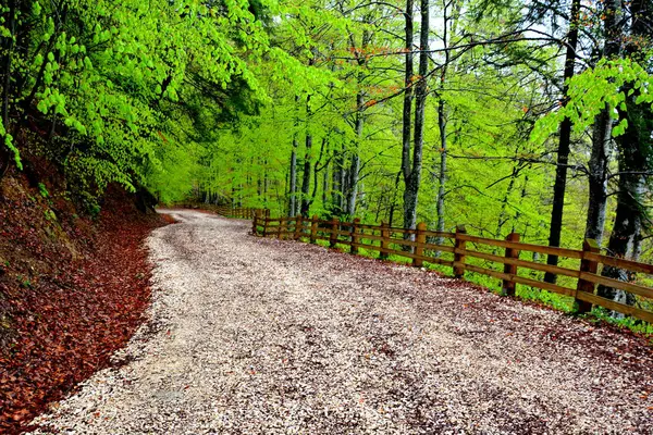 Paisagem em Poiana Brasov, Transilvânia — Fotografia de Stock