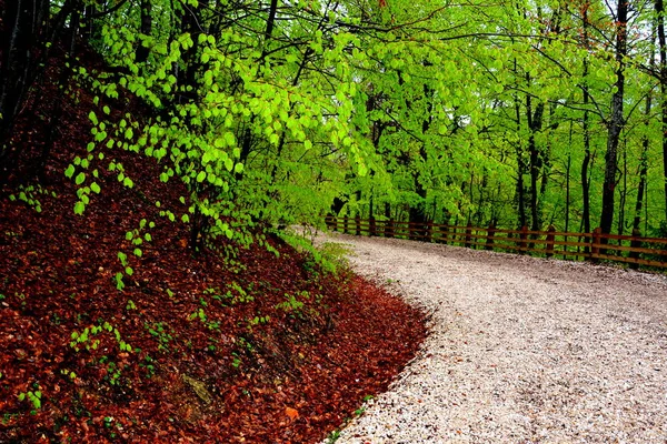 Paisagem em Poiana Brasov, Transilvânia — Fotografia de Stock