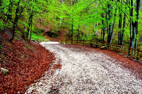 Paisagem em Poiana Brasov, Transilvânia — Fotografia de Stock