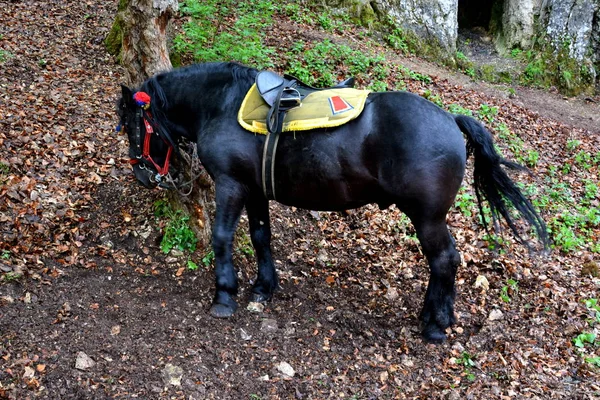Kůň odpočívá. Krajina v Poiana Brasov, Transylvánie — Stock fotografie