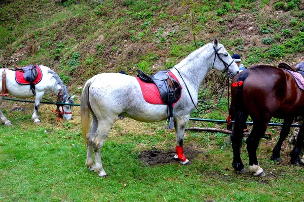 Horse resting.  Landscape in Poiana Brasov, Transylvania — Stock Photo, Image