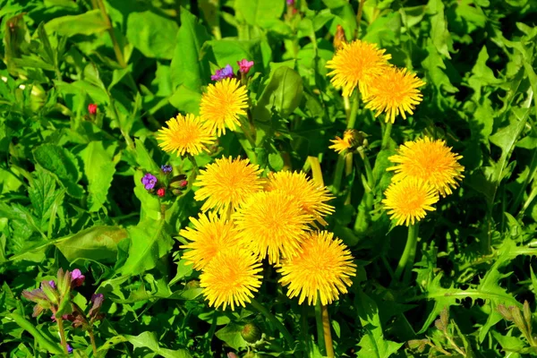 Löwenzahn. Landschaft im Apuseni-Gebirge, Siebenbürgen — Stockfoto