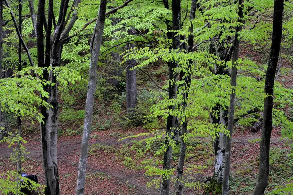 Landschaft in Poiana Brasov, Siebenbürgen — Stockfoto