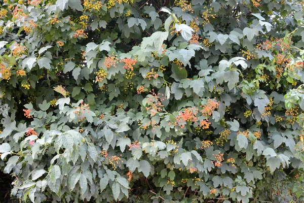 Fleurs sauvages. Paysage rural typique dans les plaines de Transylvanie, Roumanie . — Photo