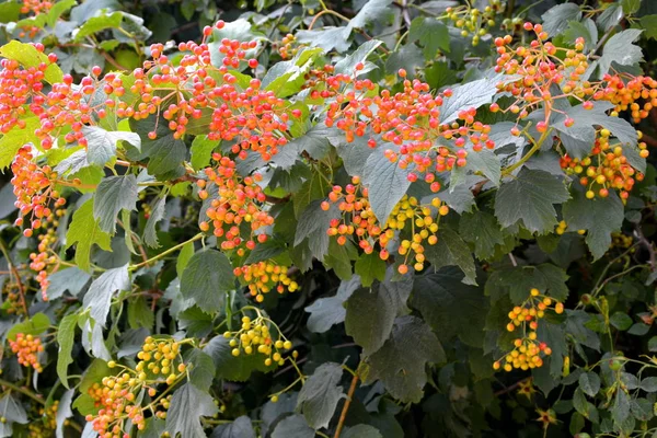 Fiori selvatici. Tipico paesaggio rurale nelle pianure della Transilvania, Romania . — Foto Stock