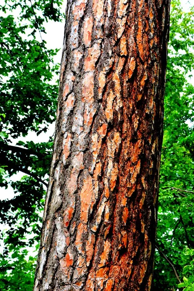 Árbol solitario. Paisaje rural típico en las llanuras de Transilvania, Rumania . —  Fotos de Stock