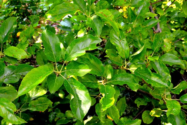 Apfelbaum Frühling Obstgarten Wassertropfen Grünes Laub Garten Frühling Grüne Landschaft — Stockfoto