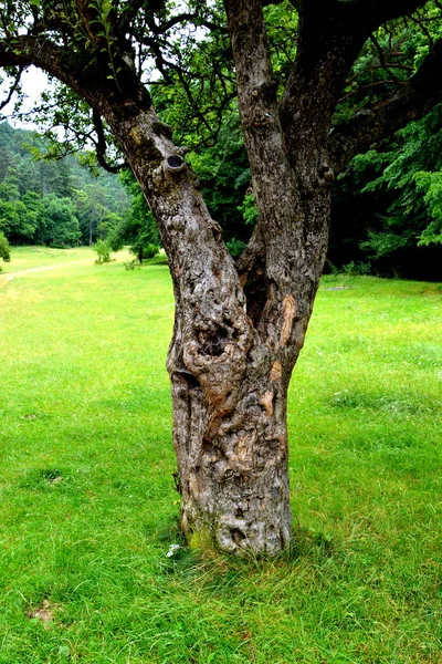 Yalnız ağaç. Transilvanya, Romanya ovalarında tipik kırsal manzara. — Stok fotoğraf